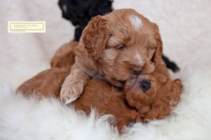 Early days puppy photography