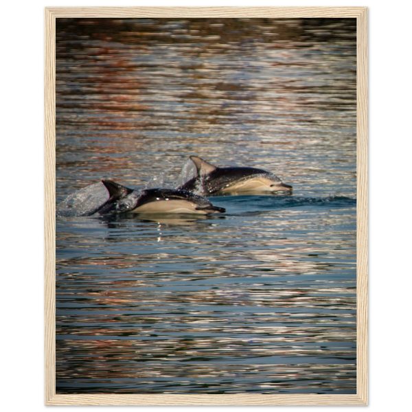 Dolphins in Brixham Harbour, Devon - Wooden Framed Print