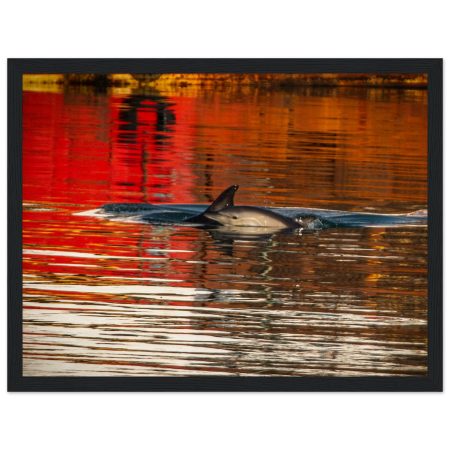 Dolphins in Brixham Harbour, Devon  -  Wooden Framed Print