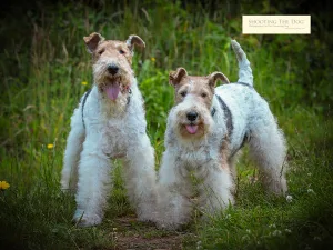 Dog Photography Services: Wired Haired Fox Terriers
