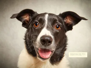 Dog Photography Services: Border Collie