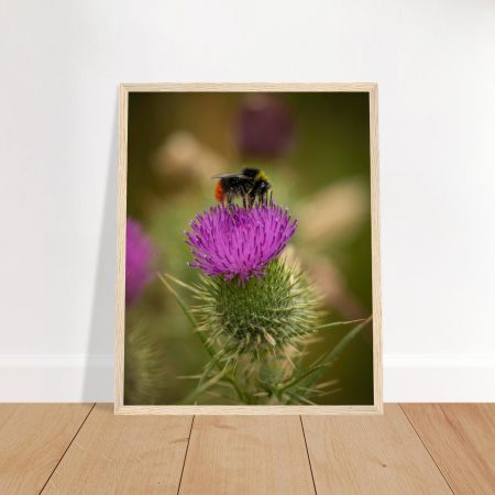 Bee on Knapweed - Wooden Framed Print